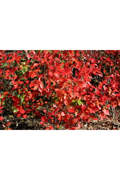 Ціна Аронії червоної Брілліант